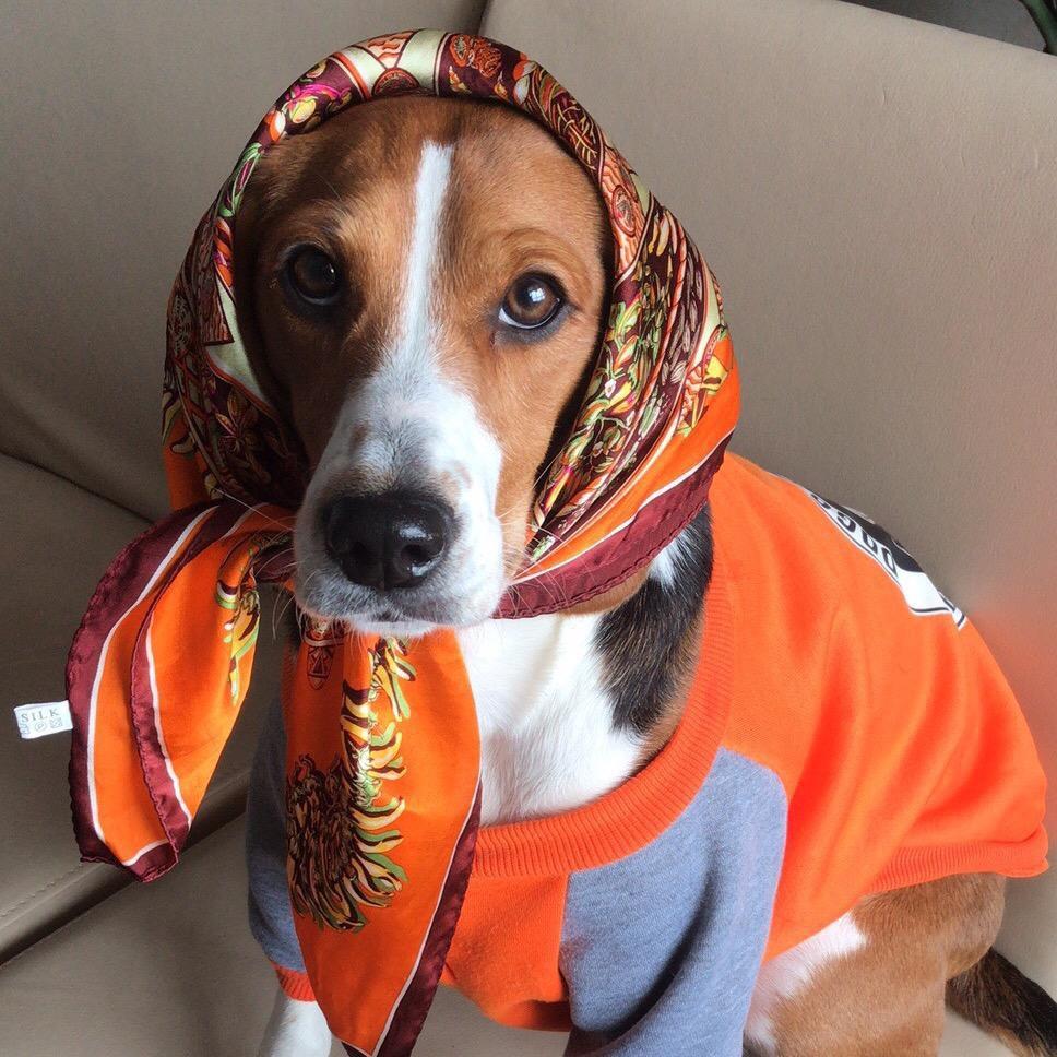 幸福的丫头Lucky（爱熊猫爱小动物）