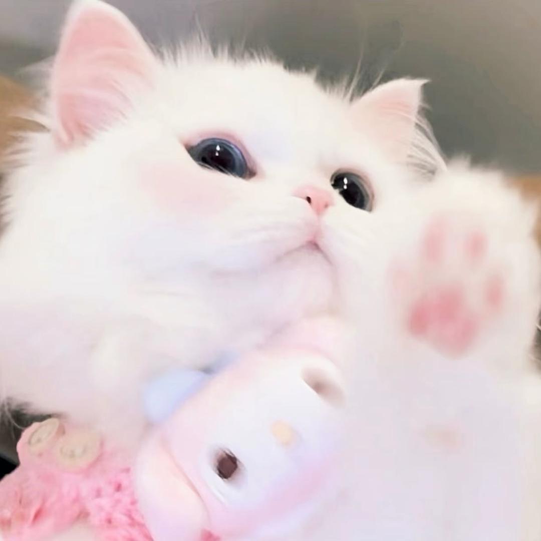 蛋糕