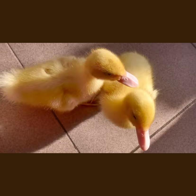 《霸气龙女》80后☆张咯嘎嘣翠