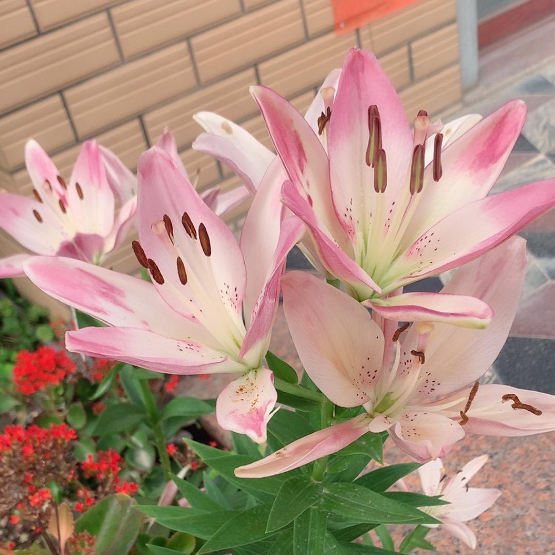 芝姐