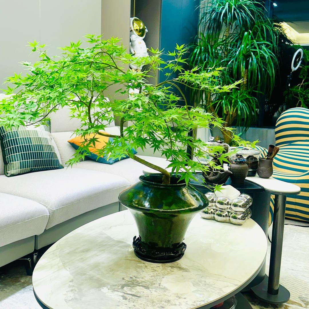 佰草钟医润鸿医疗器械专卖店4号