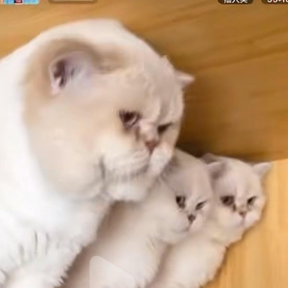 梅布尔mabel高端稀有渐层猫