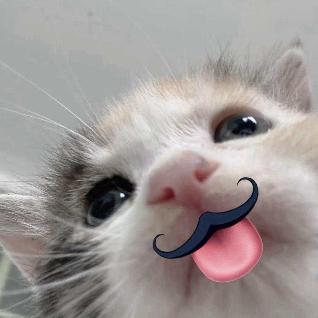 小猫去哪