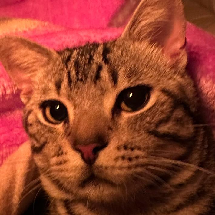 不爱吃鱼的非鱼