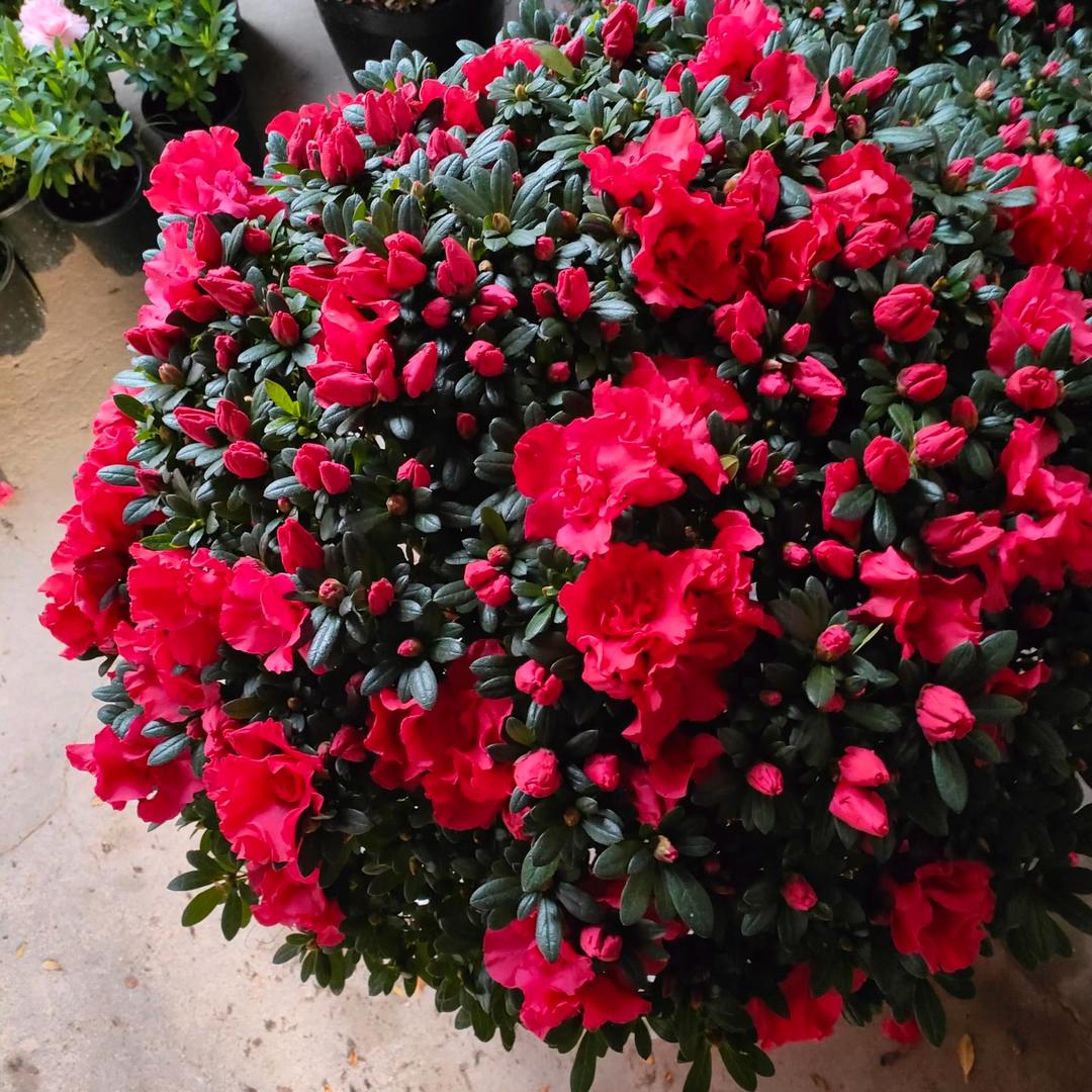 凯歌花卉1