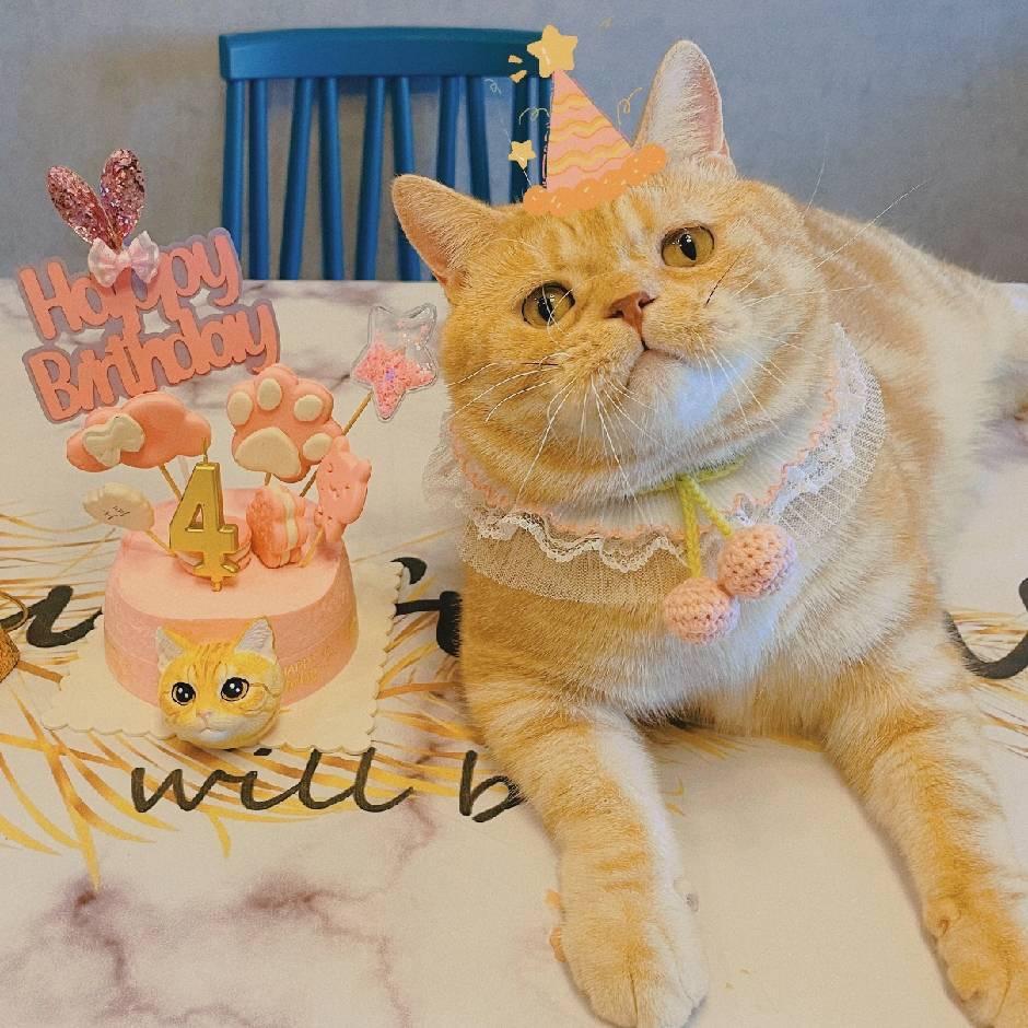 土豆🥔不是橘猫🐱