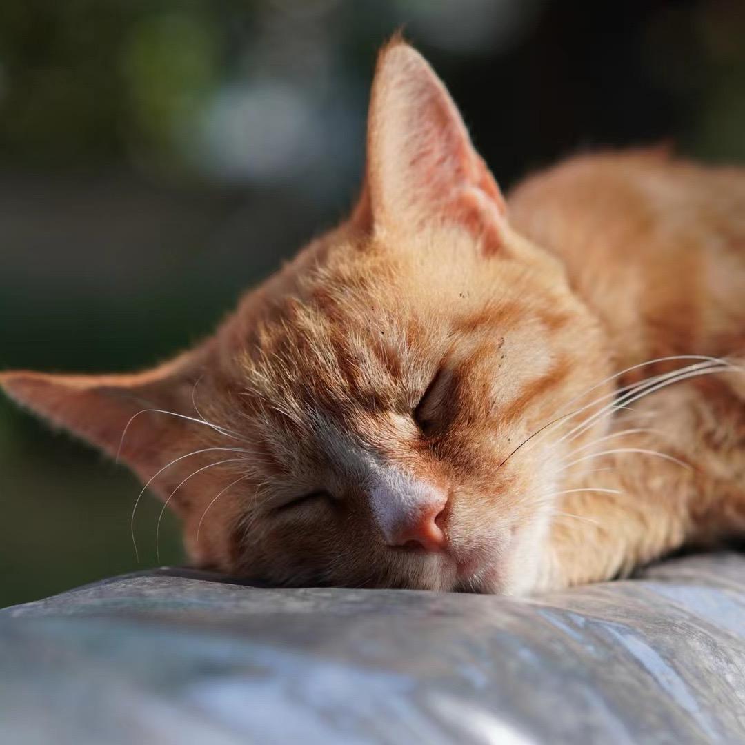 西瓜种植自留地