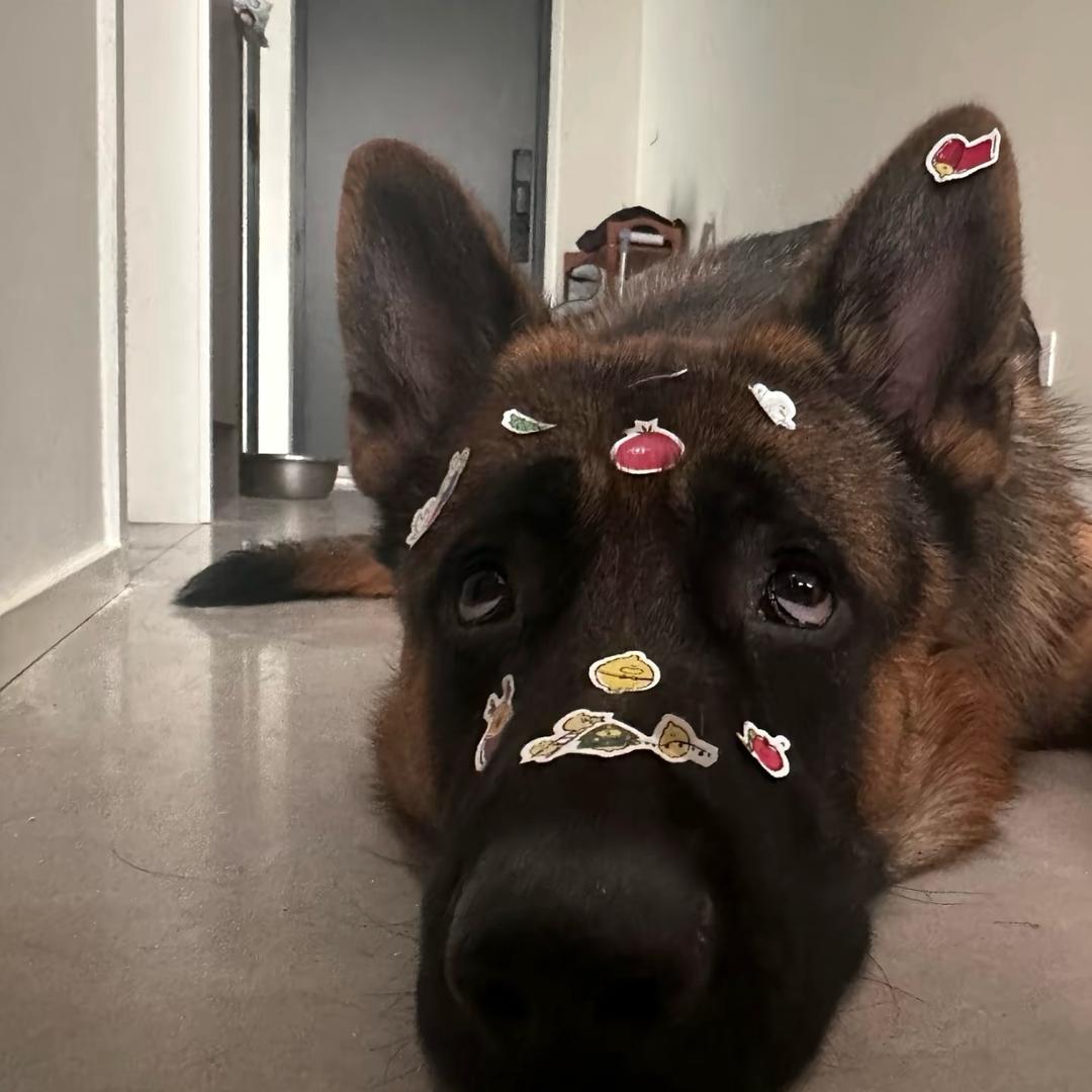 忧郁小狗
