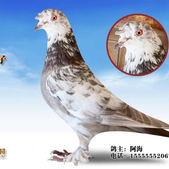 阿海翻飞  和田