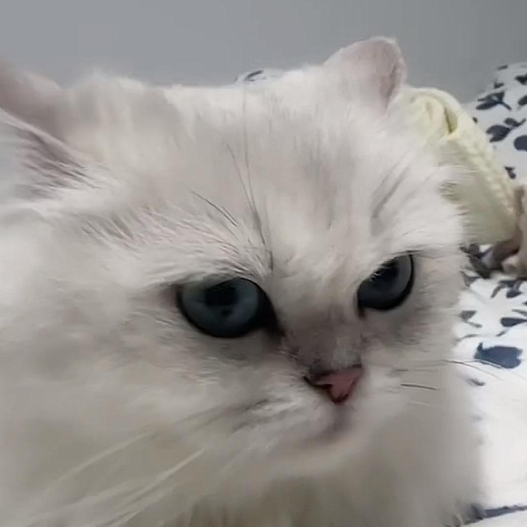 小猫乖乖
