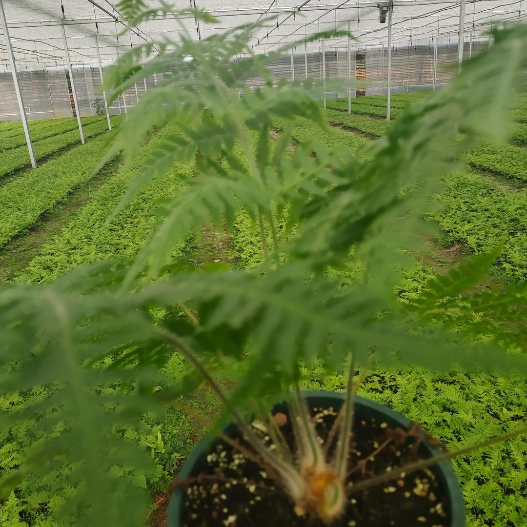金毛狗脊德森南药Jermy阿森