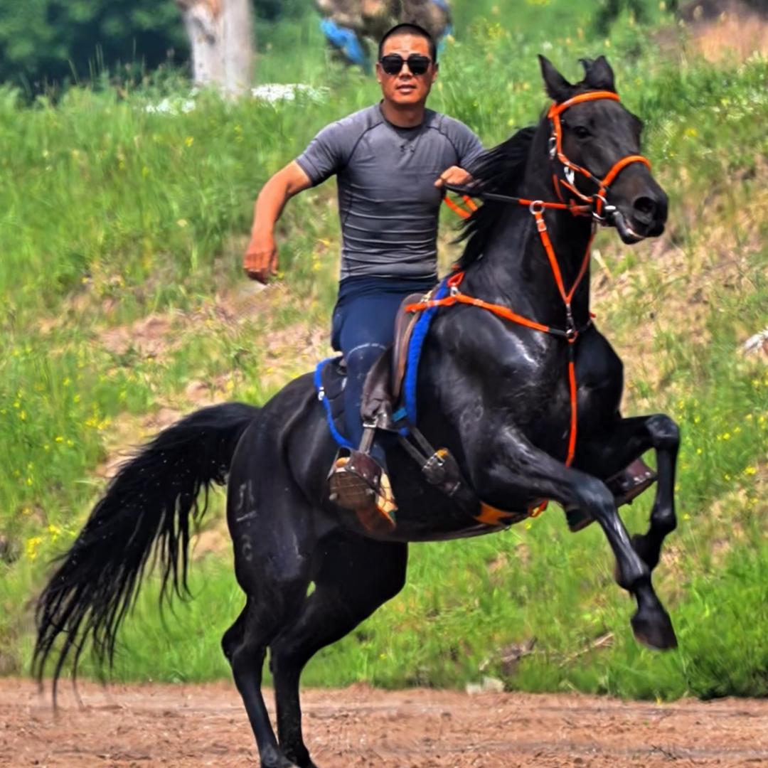 星耀🐴福龙