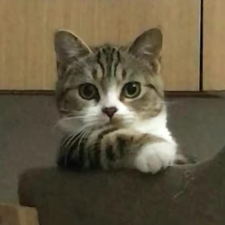 花臂仙女茶茶子