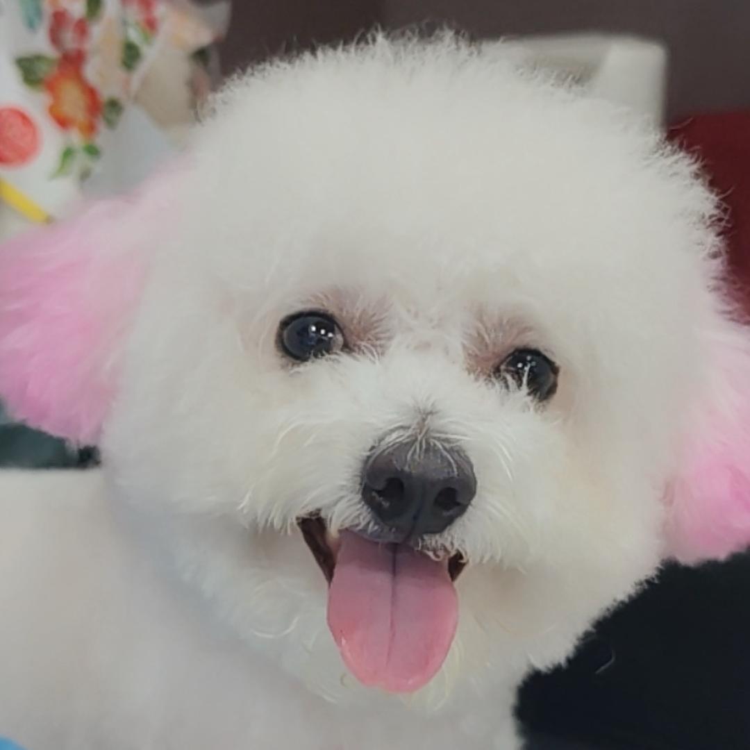 比熊奶茶妹妹