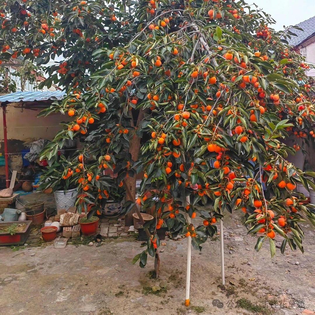 那妮的日常生活