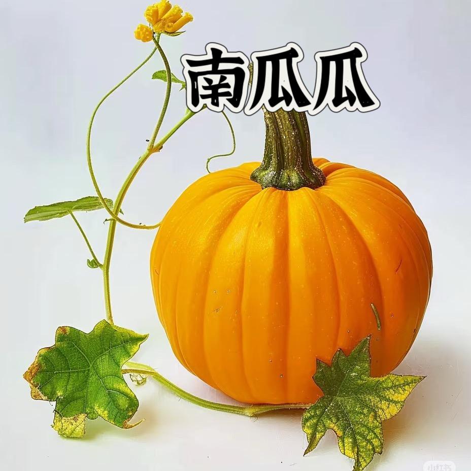 南瓜瓜瓜