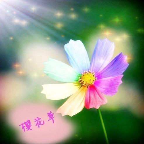 樱花草🌿