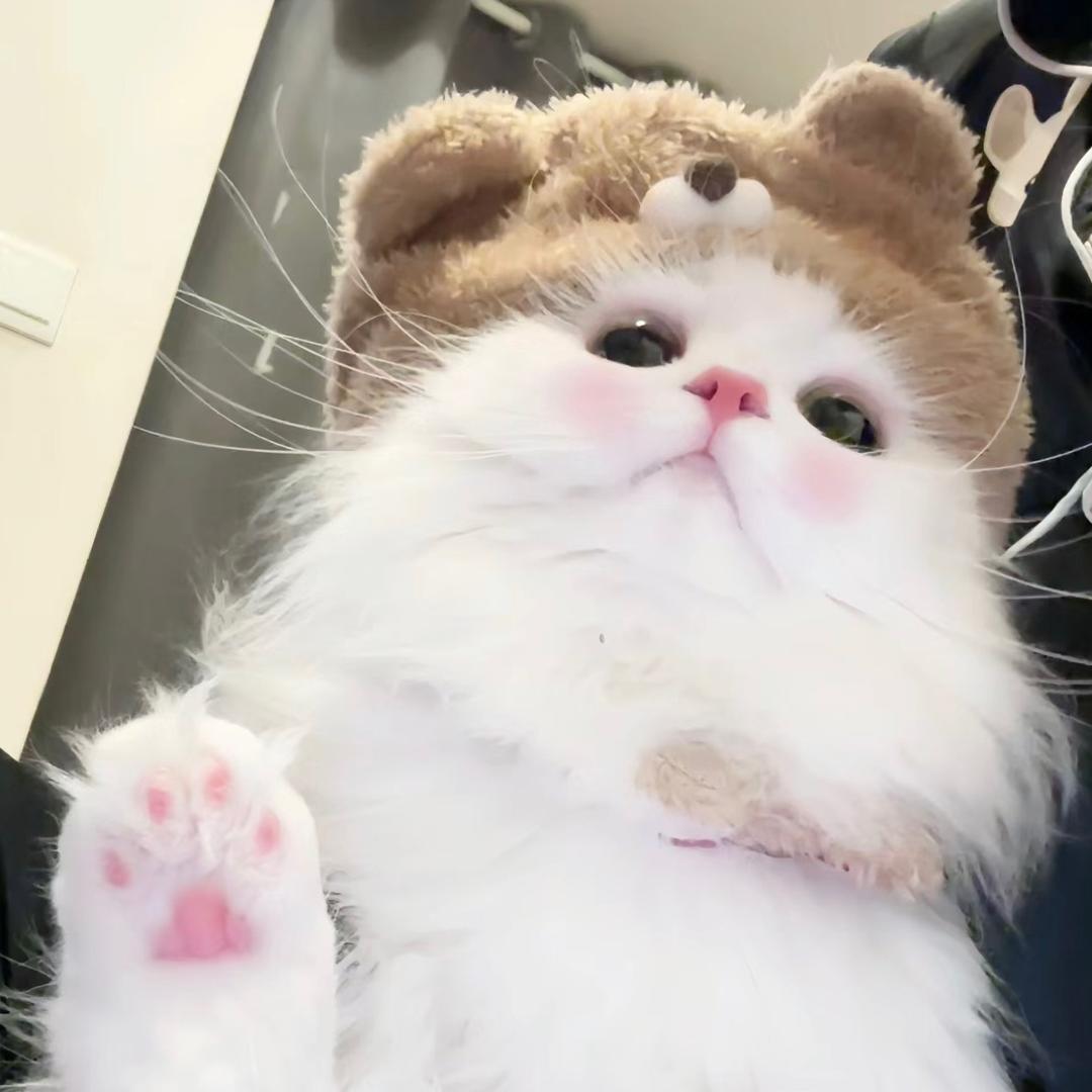 格格猪还