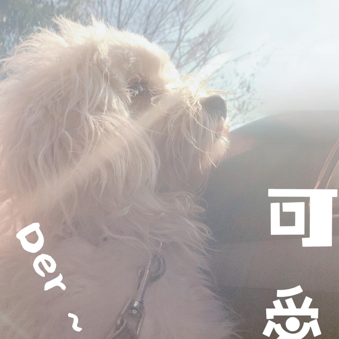 可爱多