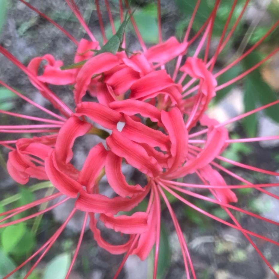 花溪河畔