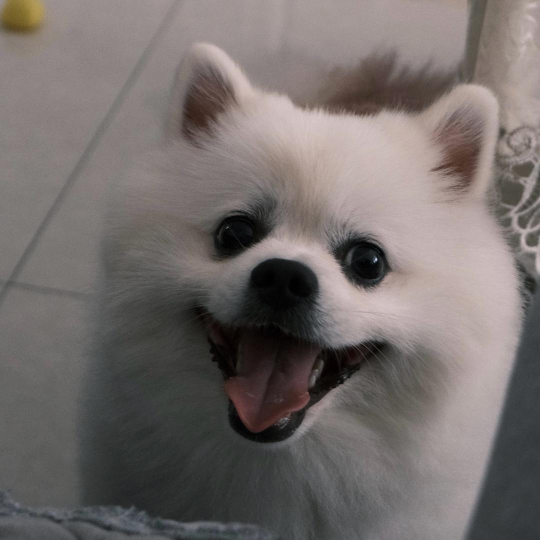 球又饿啦