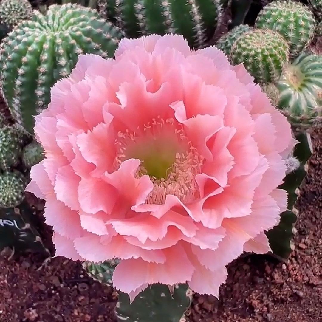 美花花彩草