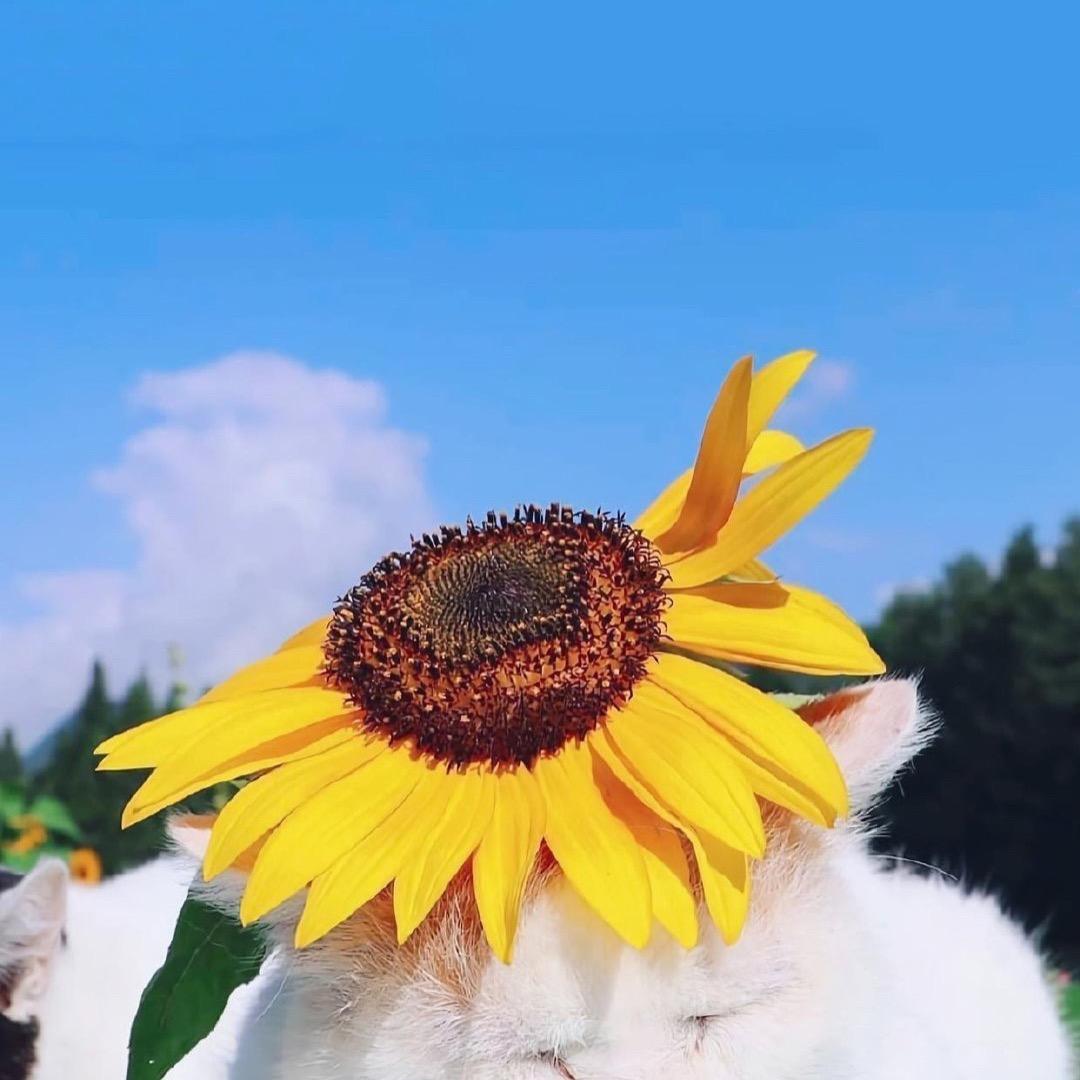 小猫美食