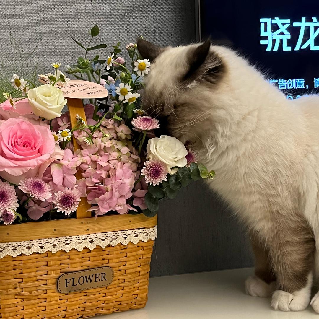 招财猫^_^