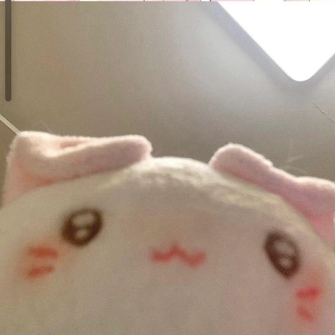 阳羊羔