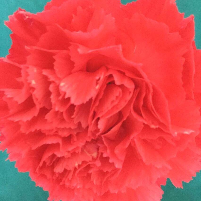 🌞鼓浪屿（丹苗青）