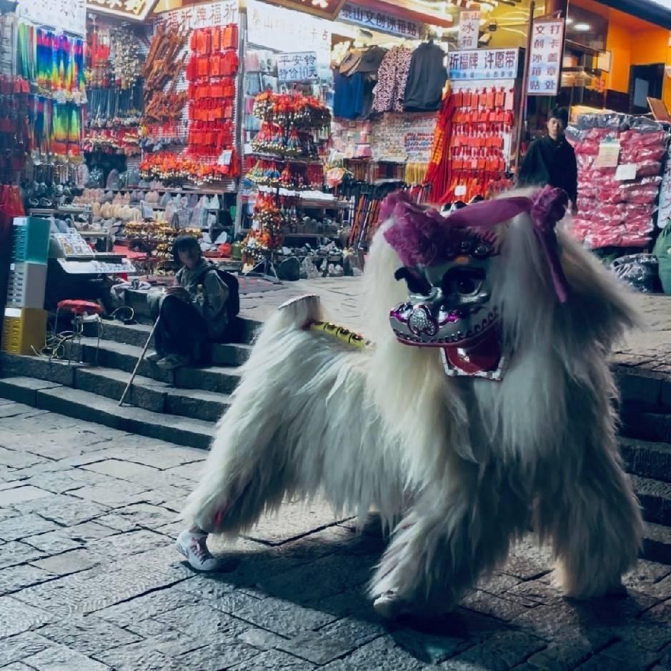 河南网红小白狮总团(小政)