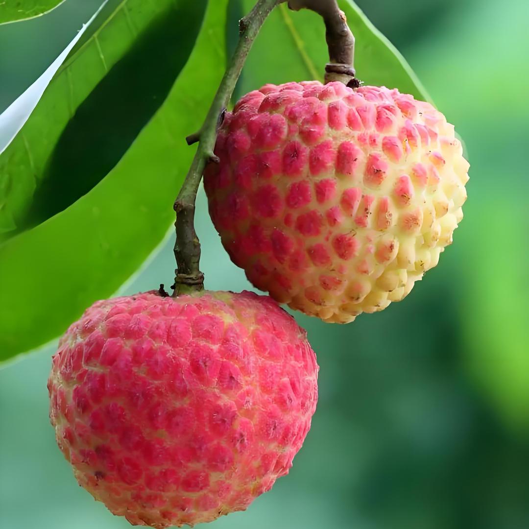 荔枝鲜果次日到