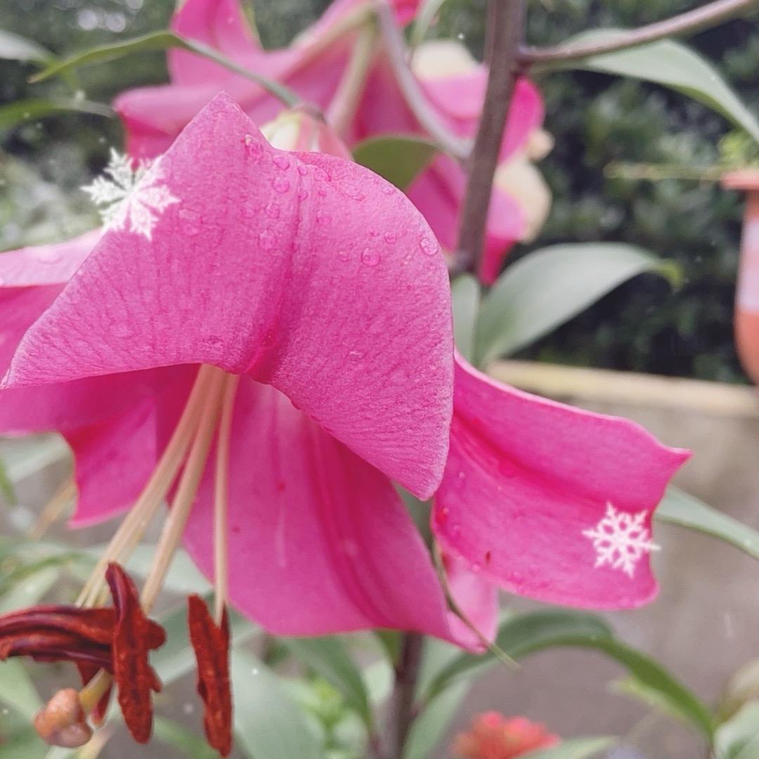 💕阿妹山货缘