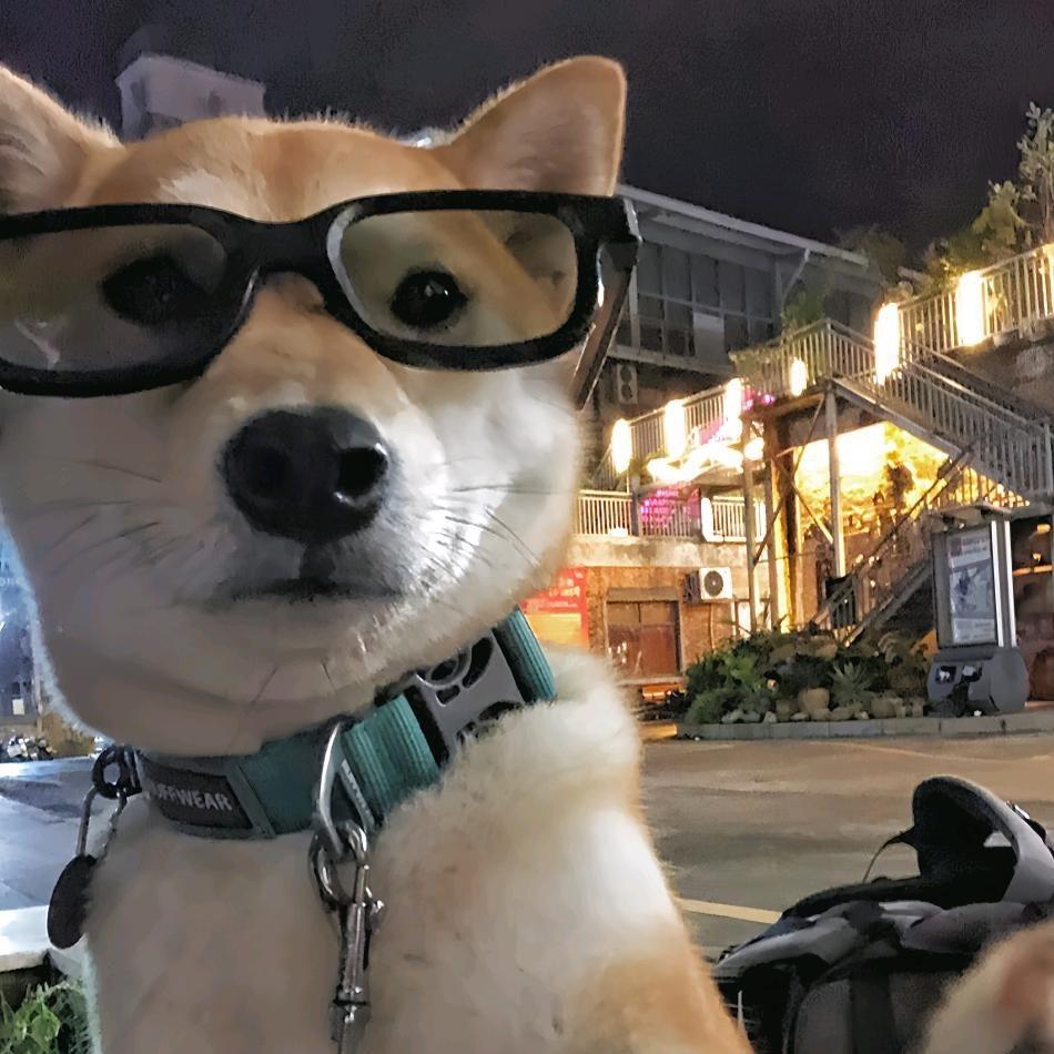 可能认识的狗