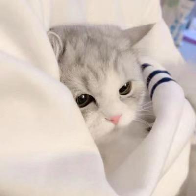 桃李不言