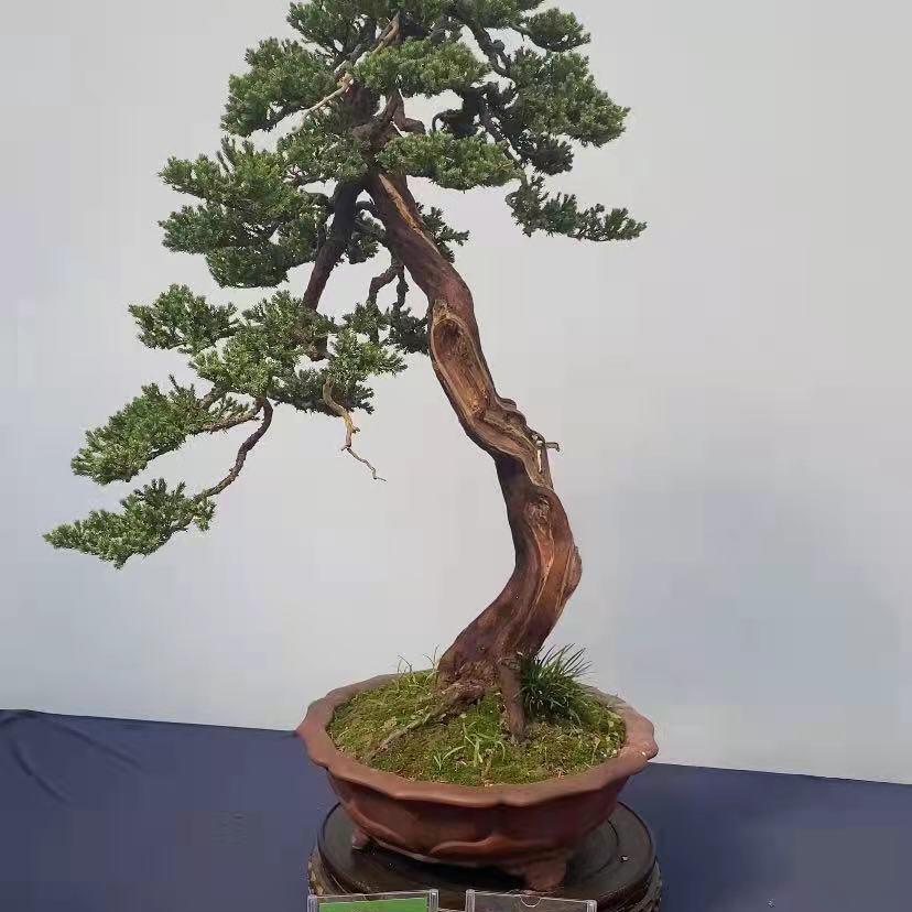 阿亮盆景花卉园艺