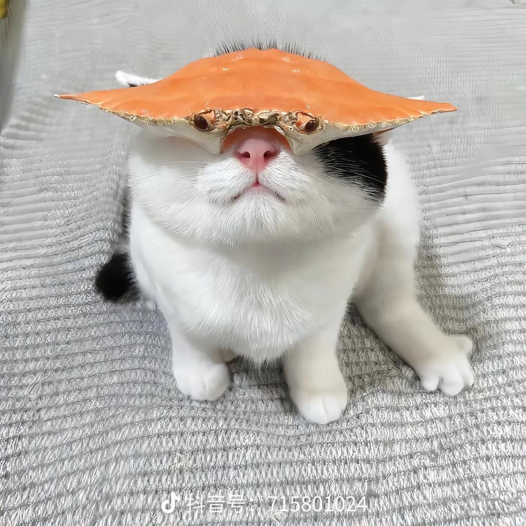 苏婉婉
