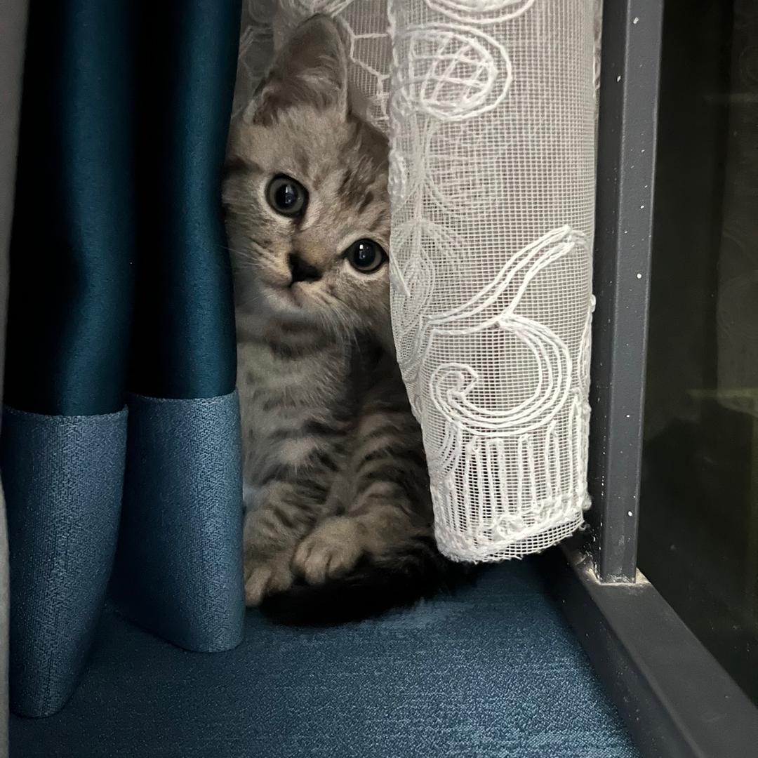 小胡子.