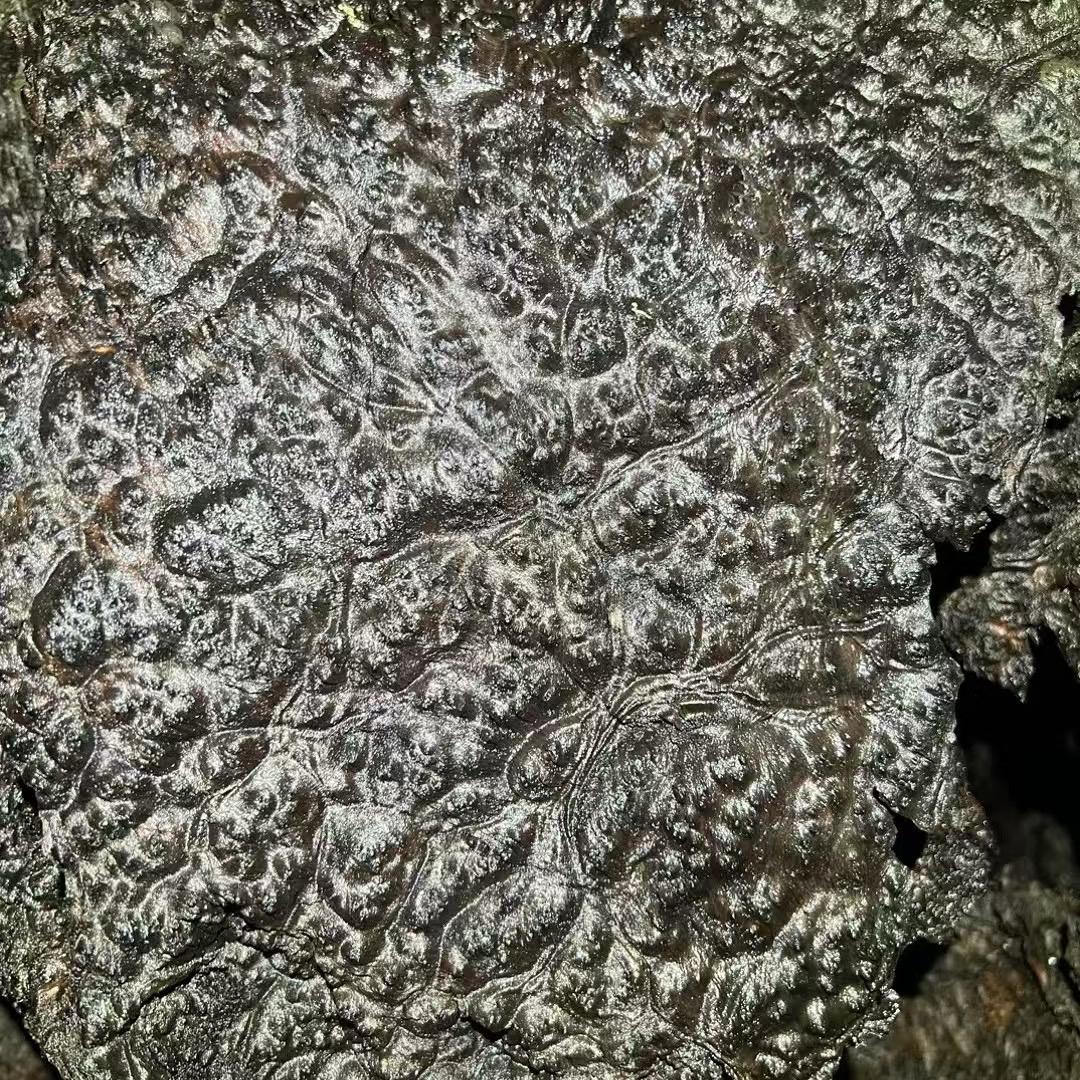 波波金丝楠