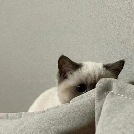 不西洋葱怪🌱🌾