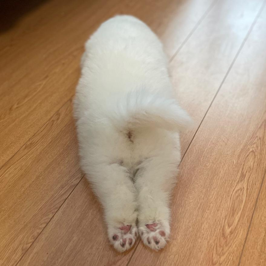 超超与核桃