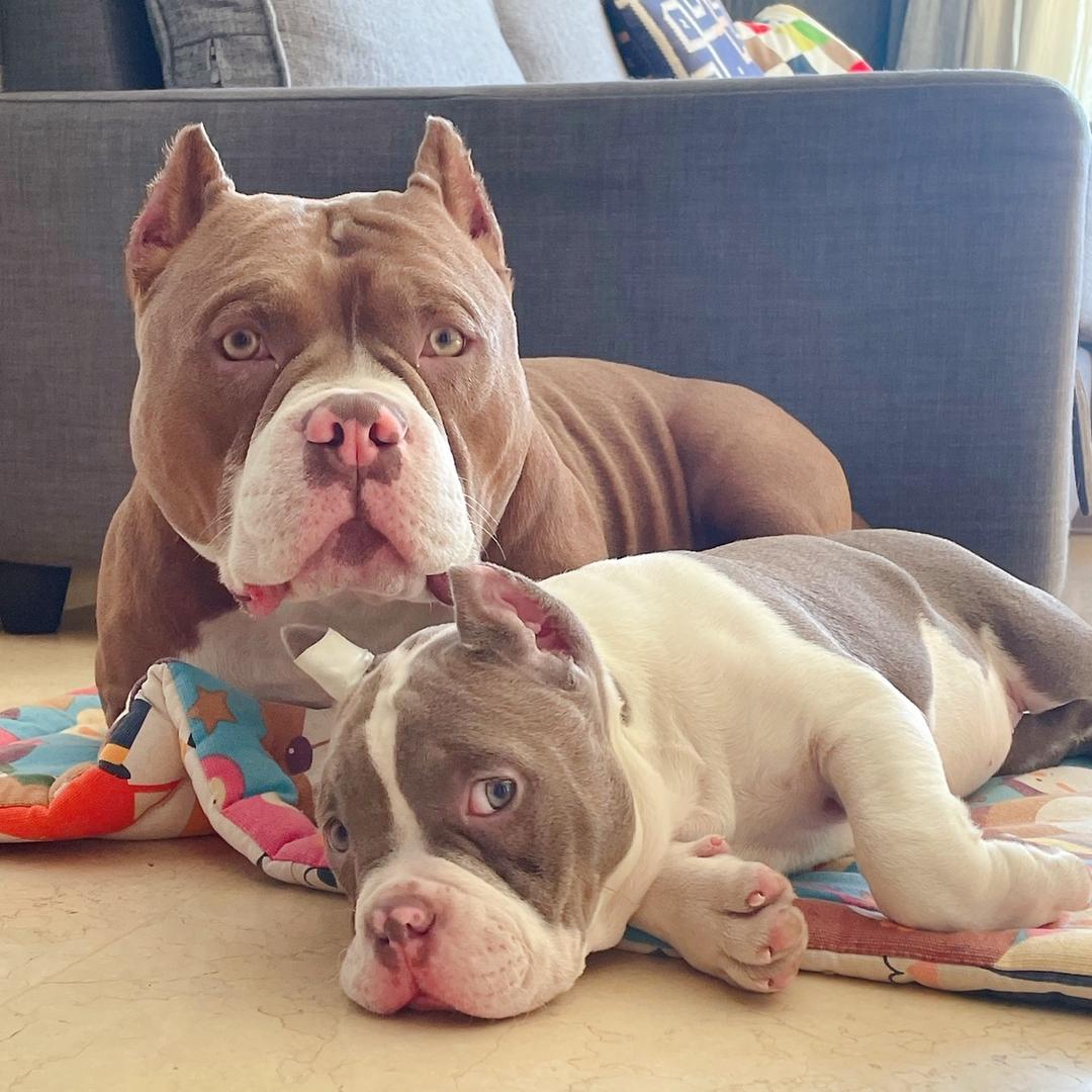 家有赛文和伊莱文