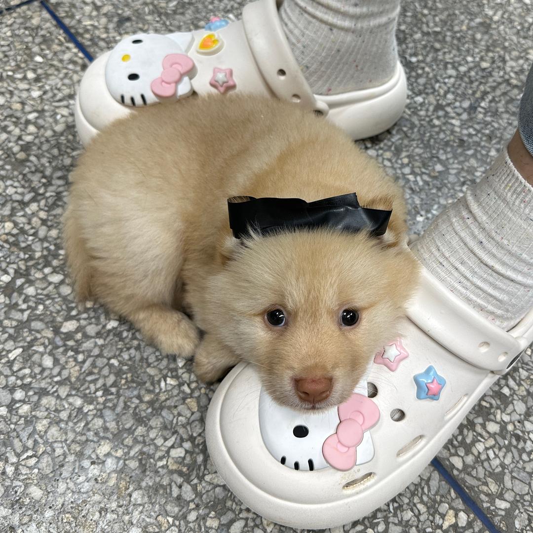 小米日记～
