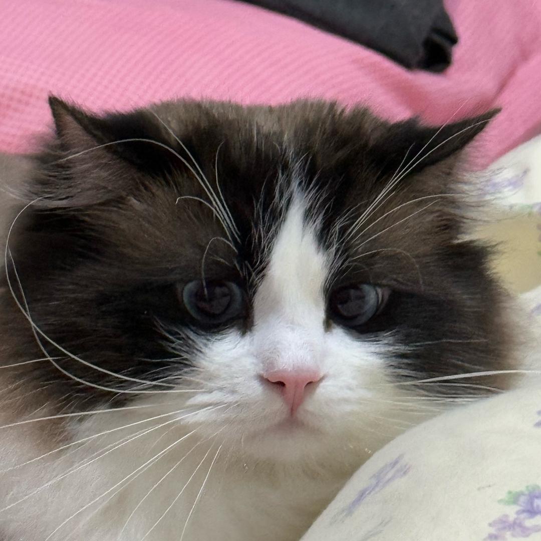 咪咪布偶🐈