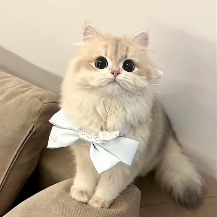 小言睡醒啦