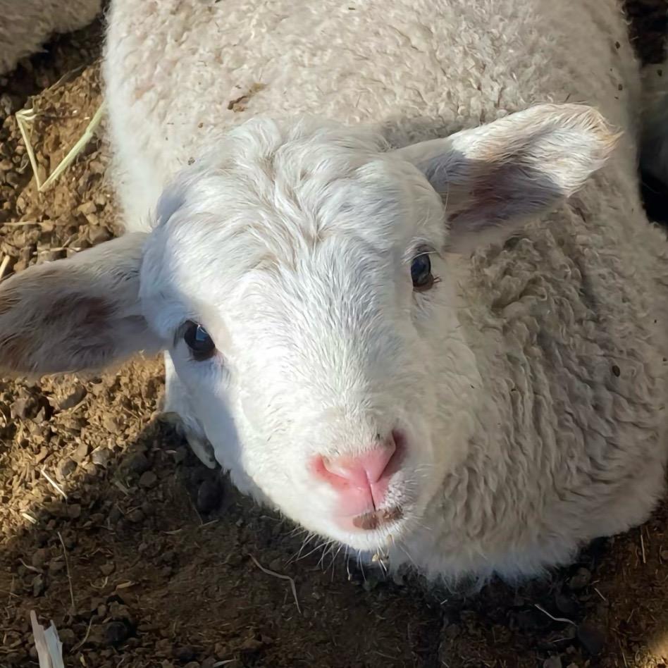大款找晴人（不吃酸菜