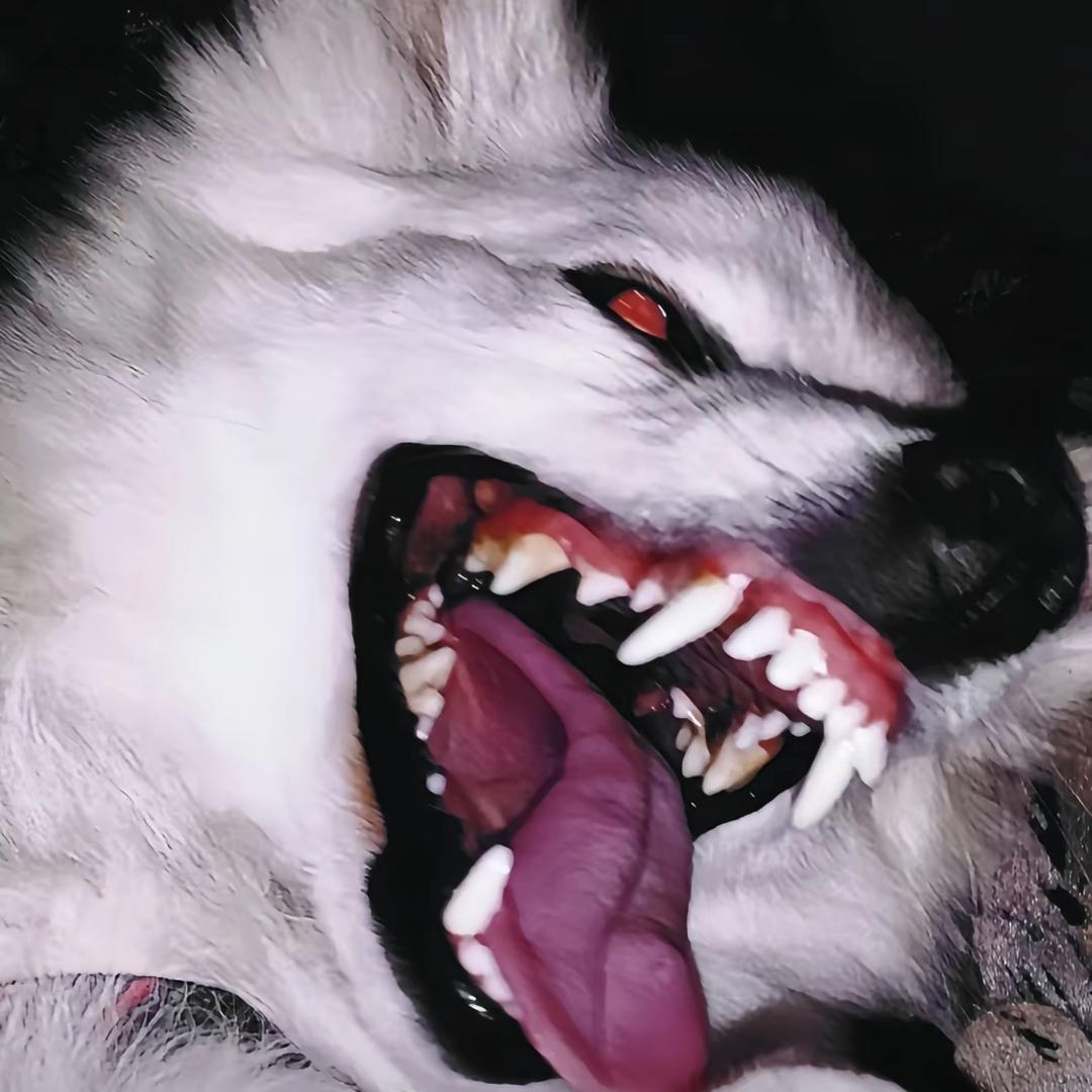 赤犬小宝