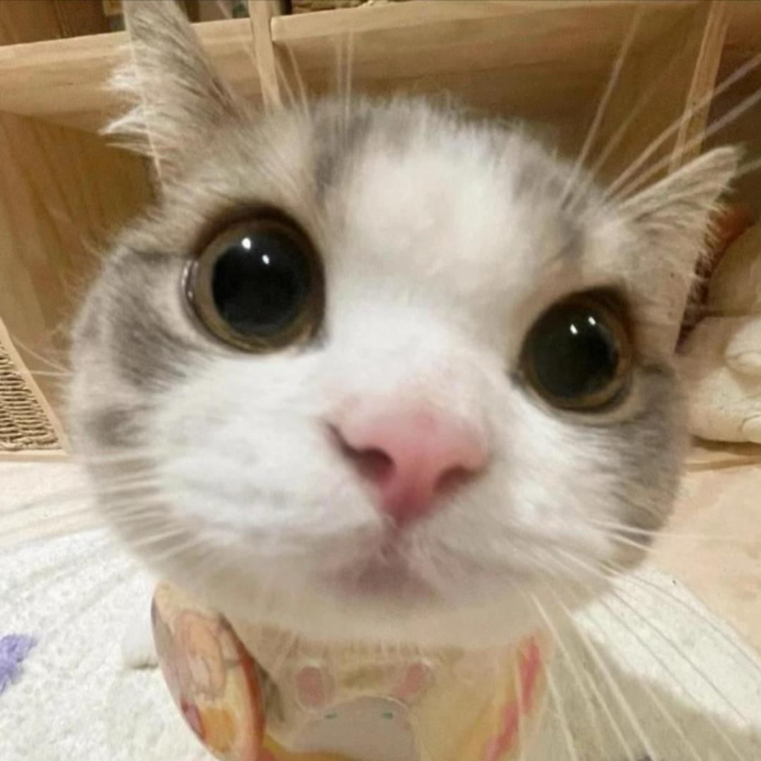 年糕