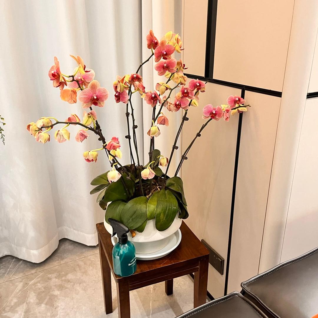 黄鹤楼烟魁