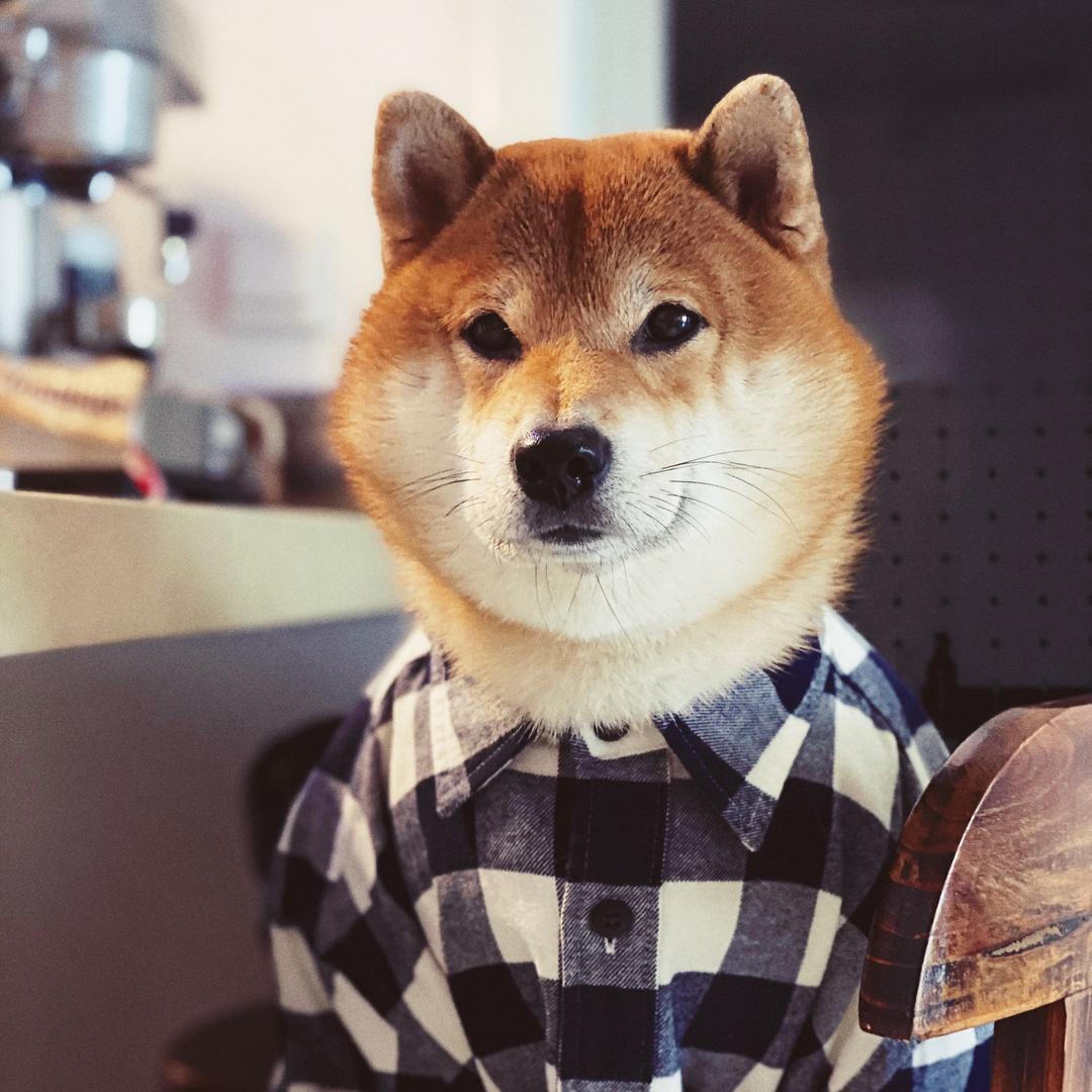 柴犬小啪
